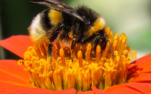 Ong lấy phấn hoa from Chrome web store to be run with OffiDocs Chromium online Ong lấy phấn hoa from Chrome web store to be run with OffiDocs Chromium online