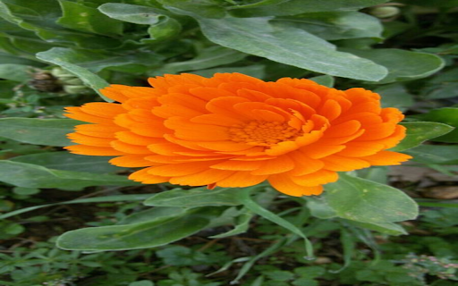 Orange Chrysanthemum Wallpaper from Chrome web store to be run with OffiDocs Chromium online Orange Chrysanthemum Wallpaper from Chrome web store to be run with OffiDocs Chromium online