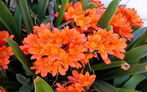 orange lily wallpaper from Chrome web store to be run with OffiDocs Chromium online orange lily wallpaper from Chrome web store to be run with OffiDocs Chromium online