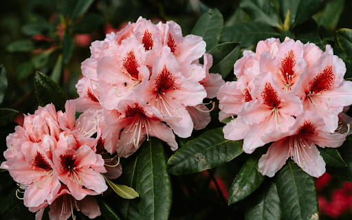 Orange Rose Branches from Chrome web store to be run with OffiDocs Chromium online Orange Rose Branches from Chrome web store to be run with OffiDocs Chromium online