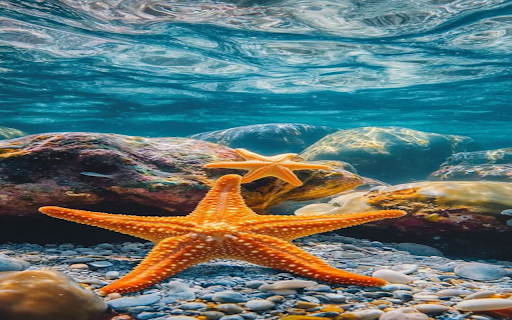 Orange starfish wallpaper from Chrome web store to be run with OffiDocs Chromium online Orange starfish wallpaper from Chrome web store to be run with OffiDocs Chromium online