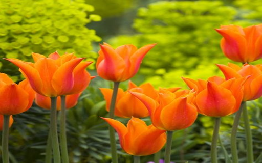 Orange Tulip Wallpaper from Chrome web store to be run with OffiDocs Chromium online Orange Tulip Wallpaper from Chrome web store to be run with OffiDocs Chromium online