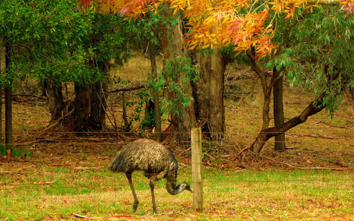 Ostrich farm from Chrome web store to be run with OffiDocs Chromium online Ostrich farm from Chrome web store to be run with OffiDocs Chromium online