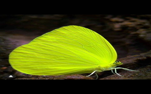 Outstanding bright yellow butterfly wallpaper from Chrome web store to be run with OffiDocs Chromium online Outstanding bright yellow butterfly wallpaper from Chrome web store to be run with OffiDocs Chromium online