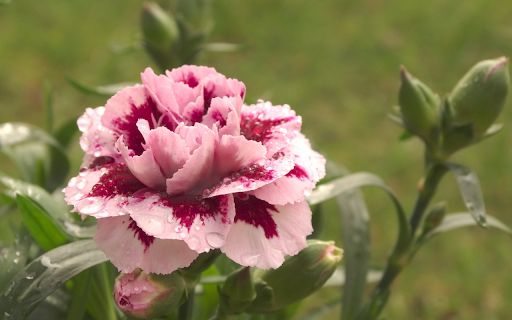 Pale pink flowers from Chrome web store to be run with OffiDocs Chromium online Pale pink flowers from Chrome web store to be run with OffiDocs Chromium online