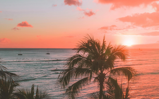 Palm Tree Near Body of Water during Sunset from Chrome web store to be run with OffiDocs Chromium online Palm Tree Near Body of Water during Sunset from Chrome web store to be run with OffiDocs Chromium online