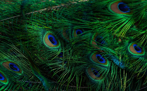 Peacock feathers from Chrome web store to be run with OffiDocs Chromium online Peacock feathers from Chrome web store to be run with OffiDocs Chromium online