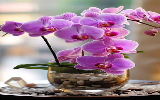 Phalaenopsis orchid pot wallpaper from Chrome web store to be run with OffiDocs Chromium online Phalaenopsis orchid pot wallpaper from Chrome web store to be run with OffiDocs Chromium online