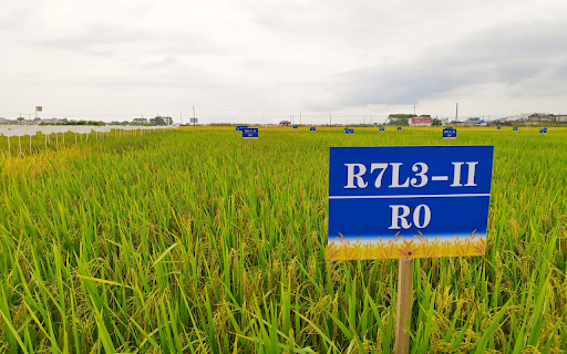 Pilot rice variety from Chrome web store to be run with OffiDocs Chromium online Pilot rice variety from Chrome web store to be run with OffiDocs Chromium online
