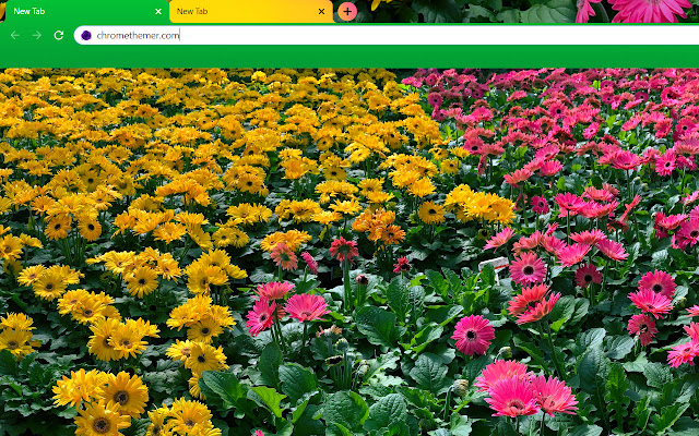 Pink and Yellow Daisy Flowers from Chrome web store to be run with OffiDocs Chromium online Pink and Yellow Daisy Flowers from Chrome web store to be run with OffiDocs Chromium online