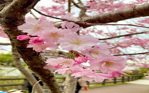 pink cherry blossom wallpaper from Chrome web store to be run with OffiDocs Chromium online pink cherry blossom wallpaper from Chrome web store to be run with OffiDocs Chromium online