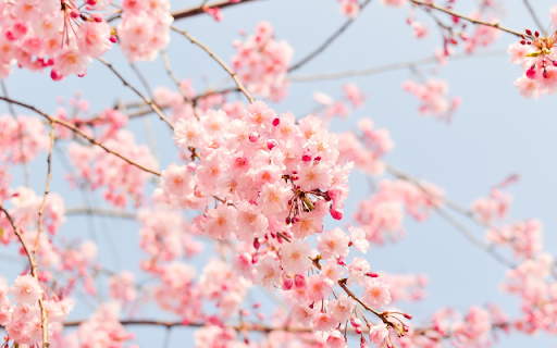 Pink Clouds, Petals Grace Blue Sky from Chrome web store to be run with OffiDocs Chromium online Pink Clouds, Petals Grace Blue Sky from Chrome web store to be run with OffiDocs Chromium online