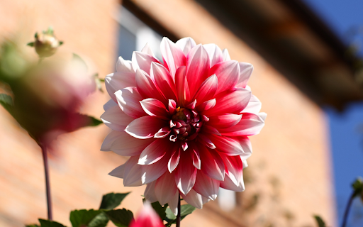 Pink Dahlias from Chrome web store to be run with OffiDocs Chromium online Pink Dahlias from Chrome web store to be run with OffiDocs Chromium online