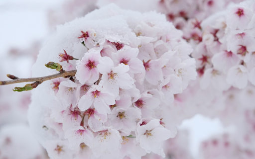 Pinkish white flower stems from Chrome web store to be run with OffiDocs Chromium online Pinkish white flower stems from Chrome web store to be run with OffiDocs Chromium online