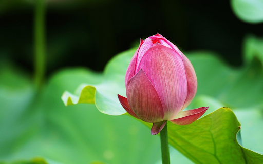 Pink Lotus Bud from Chrome web store to be run with OffiDocs Chromium online Pink Lotus Bud from Chrome web store to be run with OffiDocs Chromium online