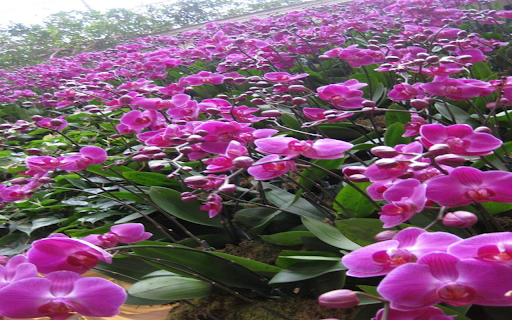 pink orchid garden wallpaper from Chrome web store to be run with OffiDocs Chromium online pink orchid garden wallpaper from Chrome web store to be run with OffiDocs Chromium online