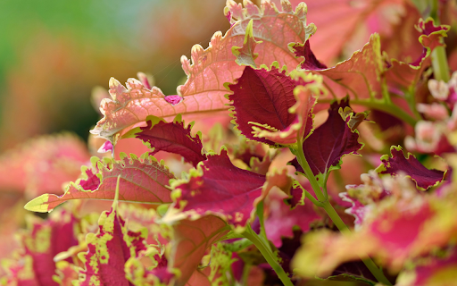 Pink purple leaf from Chrome web store to be run with OffiDocs Chromium online Pink purple leaf from Chrome web store to be run with OffiDocs Chromium online