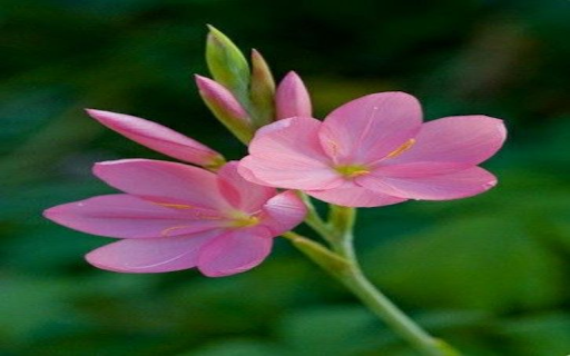 Pink Rain Lily Wallpaper from Chrome web store to be run with OffiDocs Chromium online Pink Rain Lily Wallpaper from Chrome web store to be run with OffiDocs Chromium online