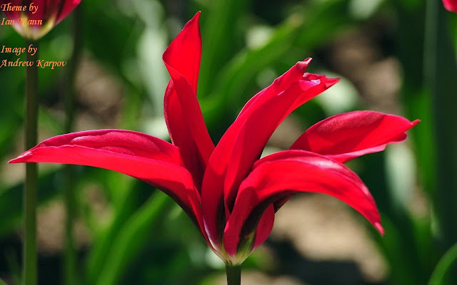 Pink Tulip from Chrome web store to be run with OffiDocs Chromium online Pink Tulip from Chrome web store to be run with OffiDocs Chromium online