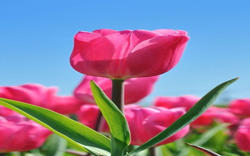 Pink Tulip Wallpaper from Chrome web store to be run with OffiDocs Chromium online Pink Tulip Wallpaper from Chrome web store to be run with OffiDocs Chromium online