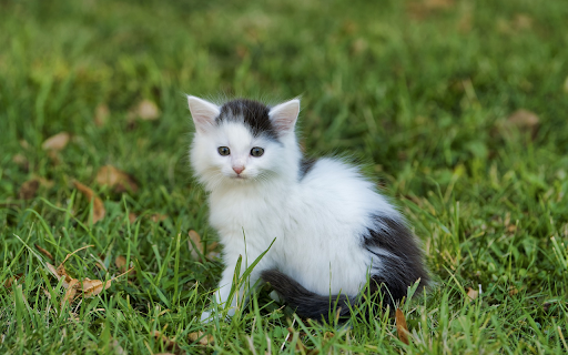 Princess cat from Chrome web store to be run with OffiDocs Chromium online Princess cat from Chrome web store to be run with OffiDocs Chromium online
