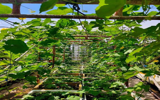 pumpkin trellis wallpaper from Chrome web store to be run with OffiDocs Chromium online pumpkin trellis wallpaper from Chrome web store to be run with OffiDocs Chromium online