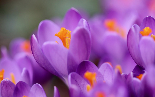 Purple flowers from Chrome web store to be run with OffiDocs Chromium online Purple flowers from Chrome web store to be run with OffiDocs Chromium online