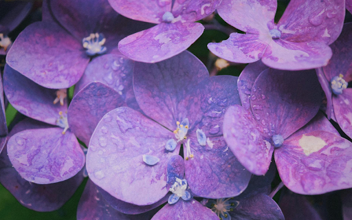 Purple Hydrangea Theme from Chrome web store to be run with OffiDocs Chromium online Purple Hydrangea Theme from Chrome web store to be run with OffiDocs Chromium online