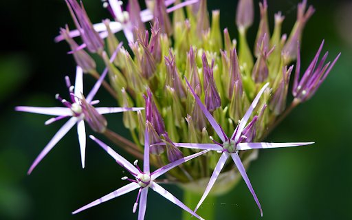 Purple sword flower from Chrome web store to be run with OffiDocs Chromium online Purple sword flower from Chrome web store to be run with OffiDocs Chromium online