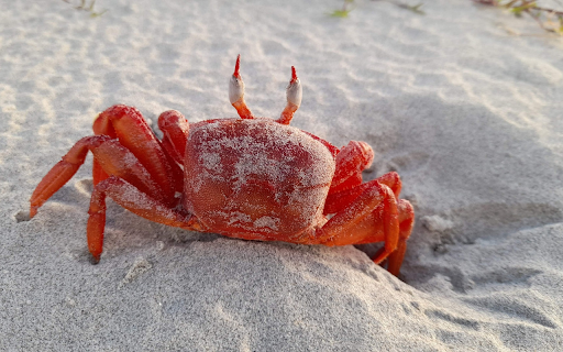 Red crab on white sand from Chrome web store to be run with OffiDocs Chromium online Red crab on white sand from Chrome web store to be run with OffiDocs Chromium online