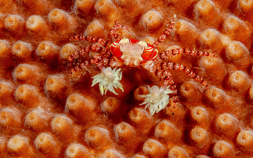 Red flower crab from Chrome web store to be run with OffiDocs Chromium online Red flower crab from Chrome web store to be run with OffiDocs Chromium online