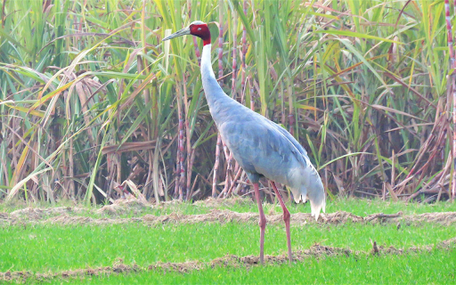 Red headed crane from Chrome web store to be run with OffiDocs Chromium online Red headed crane from Chrome web store to be run with OffiDocs Chromium online