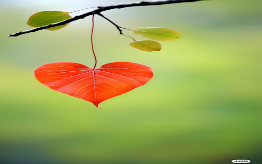 Red leaves and hearts wallpaper from Chrome web store to be run with OffiDocs Chromium online Red leaves and hearts wallpaper from Chrome web store to be run with OffiDocs Chromium online