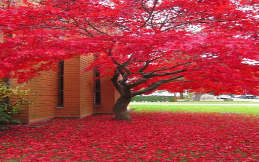red maple tree wallpaper from Chrome web store to be run with OffiDocs Chromium online red maple tree wallpaper from Chrome web store to be run with OffiDocs Chromium online