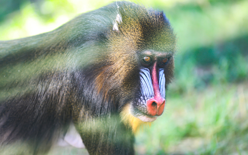 Red Nosed Monkey from Chrome web store to be run with OffiDocs Chromium online Red Nosed Monkey from Chrome web store to be run with OffiDocs Chromium online