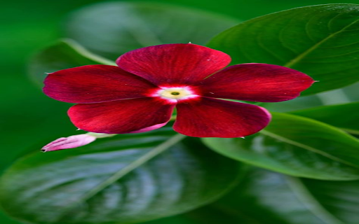Red Periwinkle Wallpaper from Chrome web store to be run with OffiDocs Chromium online Red Periwinkle Wallpaper from Chrome web store to be run with OffiDocs Chromium online
