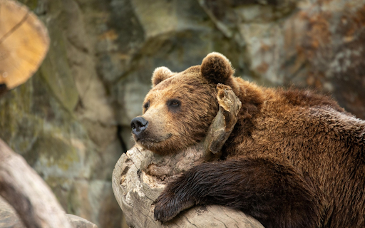 Resting Brown Bear from Chrome web store to be run with OffiDocs Chromium online Resting Brown Bear from Chrome web store to be run with OffiDocs Chromium online