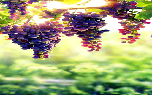 Ripe grape vines wallpaper from Chrome web store to be run with OffiDocs Chromium online Ripe grape vines wallpaper from Chrome web store to be run with OffiDocs Chromium online
