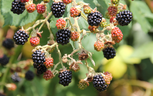 Ripe wild raspberries from Chrome web store to be run with OffiDocs Chromium online Ripe wild raspberries from Chrome web store to be run with OffiDocs Chromium online