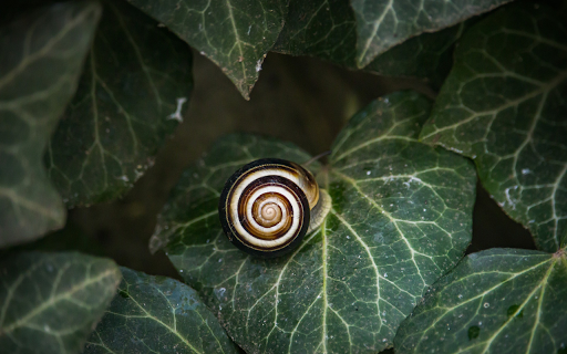 round bottomed snail from Chrome web store to be run with OffiDocs Chromium online round bottomed snail from Chrome web store to be run with OffiDocs Chromium online