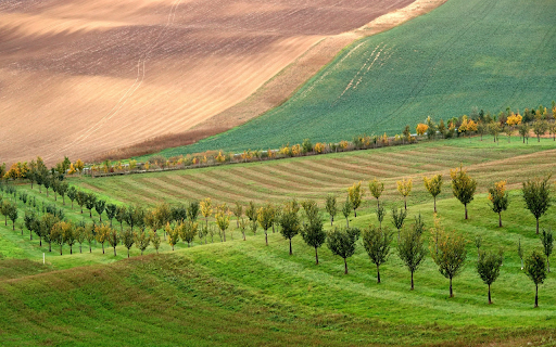 Rows of trees around the hills from Chrome web store to be run with OffiDocs Chromium online Rows of trees around the hills from Chrome web store to be run with OffiDocs Chromium online