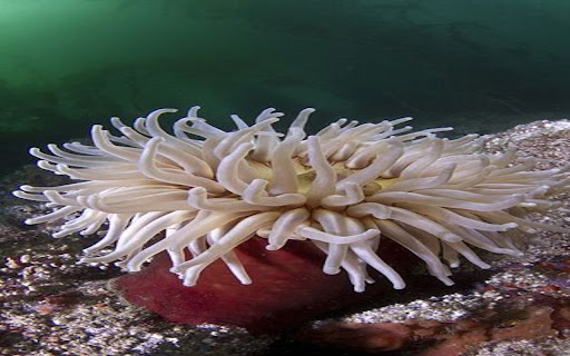 sea anemone wallpaper from Chrome web store to be run with OffiDocs Chromium online sea anemone wallpaper from Chrome web store to be run with OffiDocs Chromium online