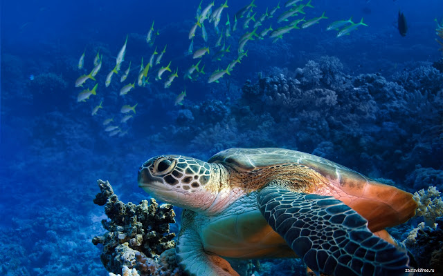 Sea Turtle from Chrome web store to be run with OffiDocs Chromium online Sea Turtle from Chrome web store to be run with OffiDocs Chromium online