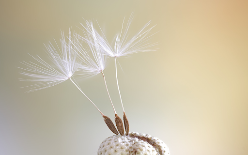 Seeds bloom from Chrome web store to be run with OffiDocs Chromium online Seeds bloom from Chrome web store to be run with OffiDocs Chromium online
