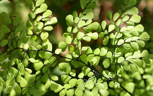 Serrated leaves and branches in the sun from Chrome web store to be run with OffiDocs Chromium online Serrated leaves and branches in the sun from Chrome web store to be run with OffiDocs Chromium online