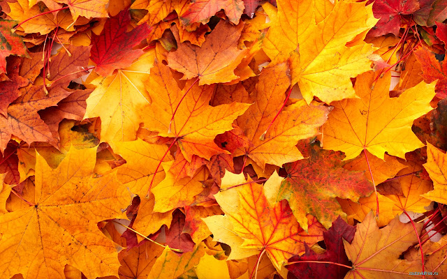 Set of Leaves from Chrome web store to be run with OffiDocs Chromium online Set of Leaves from Chrome web store to be run with OffiDocs Chromium online