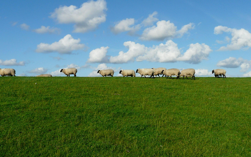 Sheep Meadow Serenity Theme from Chrome web store to be run with OffiDocs Chromium online Sheep Meadow Serenity Theme from Chrome web store to be run with OffiDocs Chromium online