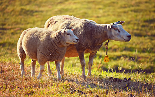 Sheep mother from Chrome web store to be run with OffiDocs Chromium online Sheep mother from Chrome web store to be run with OffiDocs Chromium online