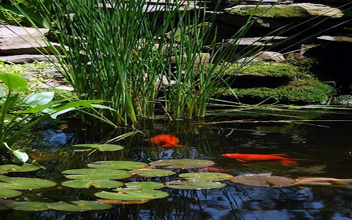 Small corner garden pond wallpaper from Chrome web store to be run with OffiDocs Chromium online Small corner garden pond wallpaper from Chrome web store to be run with OffiDocs Chromium online