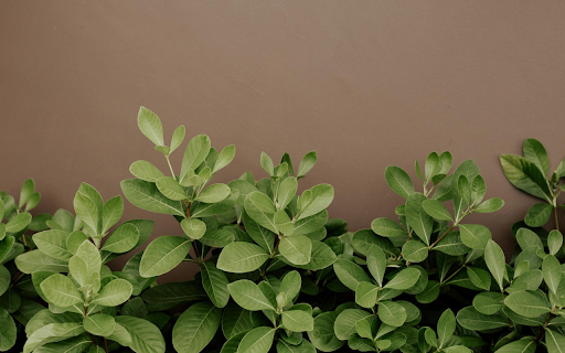 Small Green Tree from Chrome web store to be run with OffiDocs Chromium online Small Green Tree from Chrome web store to be run with OffiDocs Chromium online
